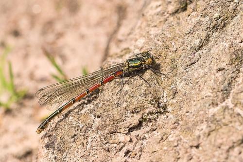 Pyrrhosoma nymphula